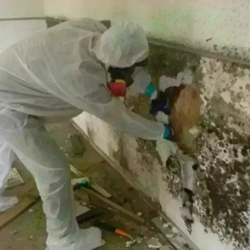 Mold Remediation and Removal in Nevada, MO